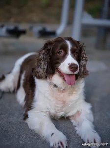 ​揭秘史宾格被列为禁养犬的背后原因