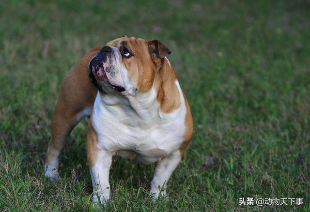 英国斗牛犬和法国斗牛犬的区别（世界名犬之一身狠劲的斗牛王）(5)