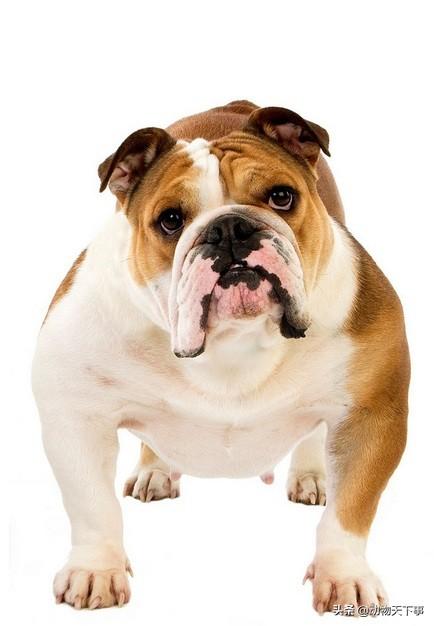 英国斗牛犬和法国斗牛犬的区别（世界名犬之一身狠劲的斗牛王）(6)