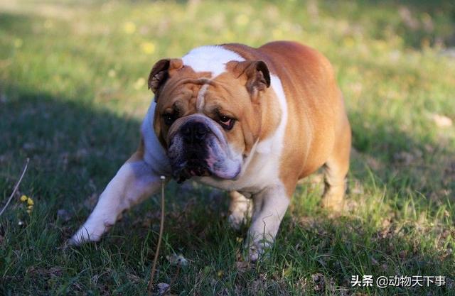 英国斗牛犬和法国斗牛犬的区别（世界名犬之一身狠劲的斗牛王）(3)