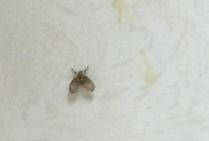为什么夏天厨房会有很多小黑虫