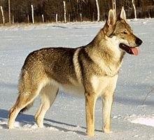 世界最优秀的伴侣犬：西伯利亚雪橇犬，