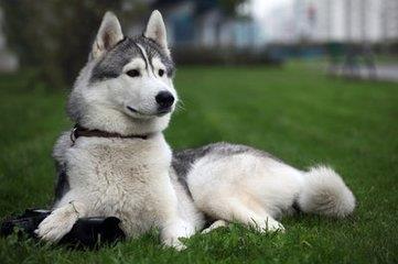 世界最优秀的伴侣犬：西伯利亚雪橇犬，