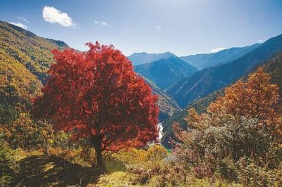 ​黑水一棵花楸树成川西最美“网红”