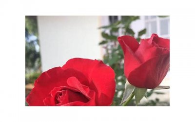​孕期可以游泳嘛（孕期可以游泳不）