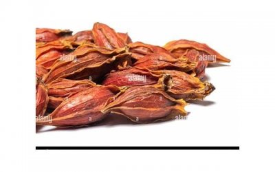 ​生zhi器疱疹有哪些危害？生zhi器疱疹有哪些分类？