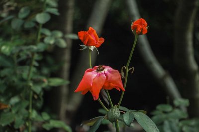 ​月季花的养殖方法，月季花栽培技术