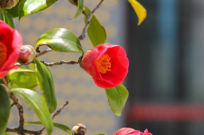 ​山茶花怎么养