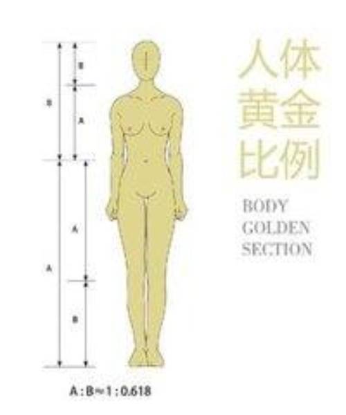 人体黄金比例图