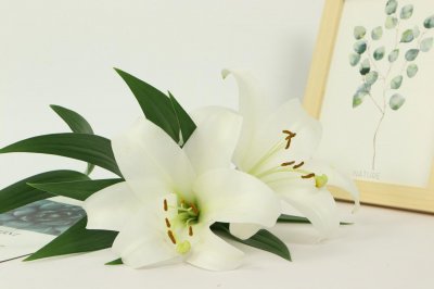 ​百合花谢了以后怎么办