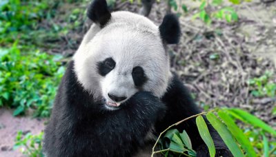 ​大熊猫的学名是什么